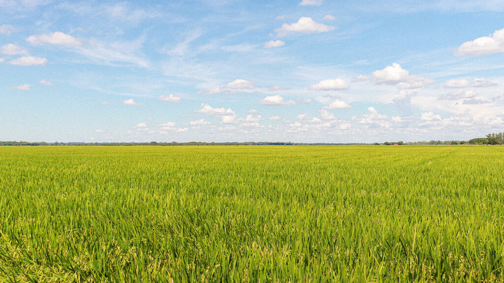 Plantação de arroz em Querência do Norte-PR